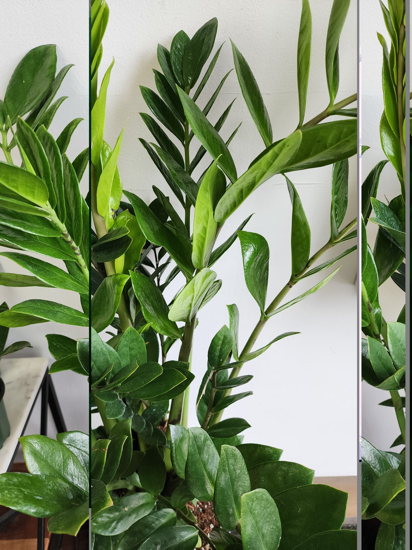 ZZ Plant | Zamioculcas Zamiifolia - 21cm/8"