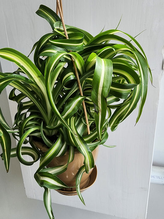 Spider Plant Var. Bonnie - 12cm/5in. HB