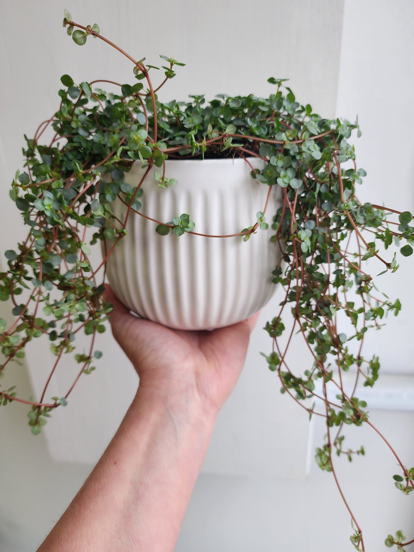 Soho Matt Ceramic Pot Cover  - 12cm/5in