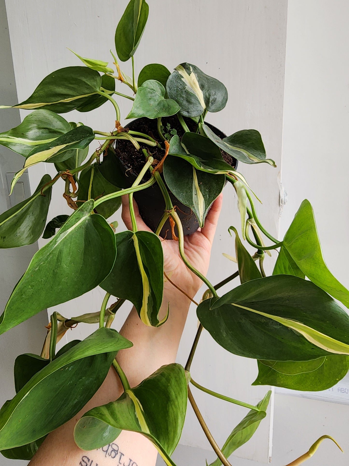 Philodendron Silver Stripe - HB 20cm/8in.