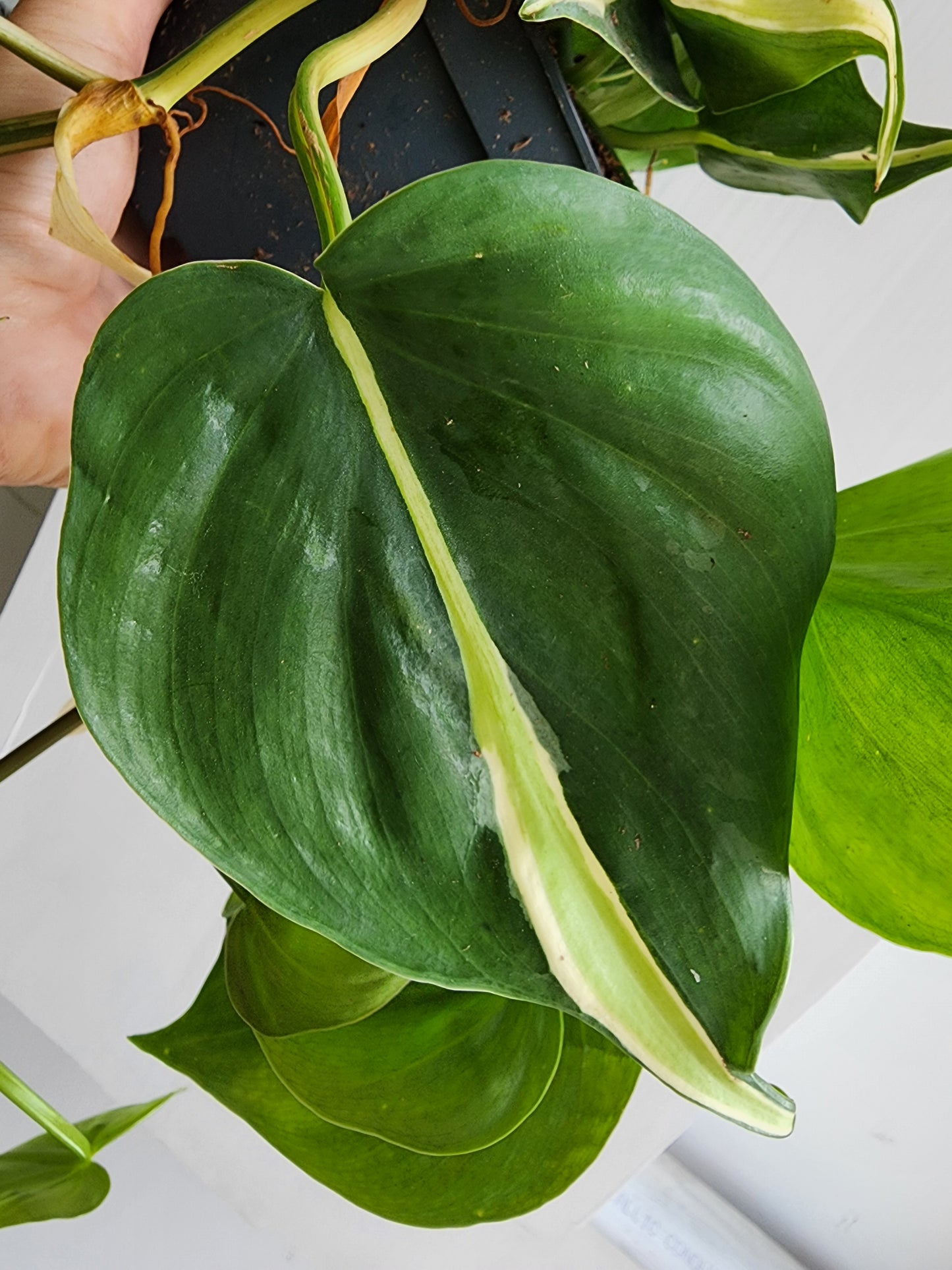 Philodendron Silver Stripe - HB 20cm/8in.