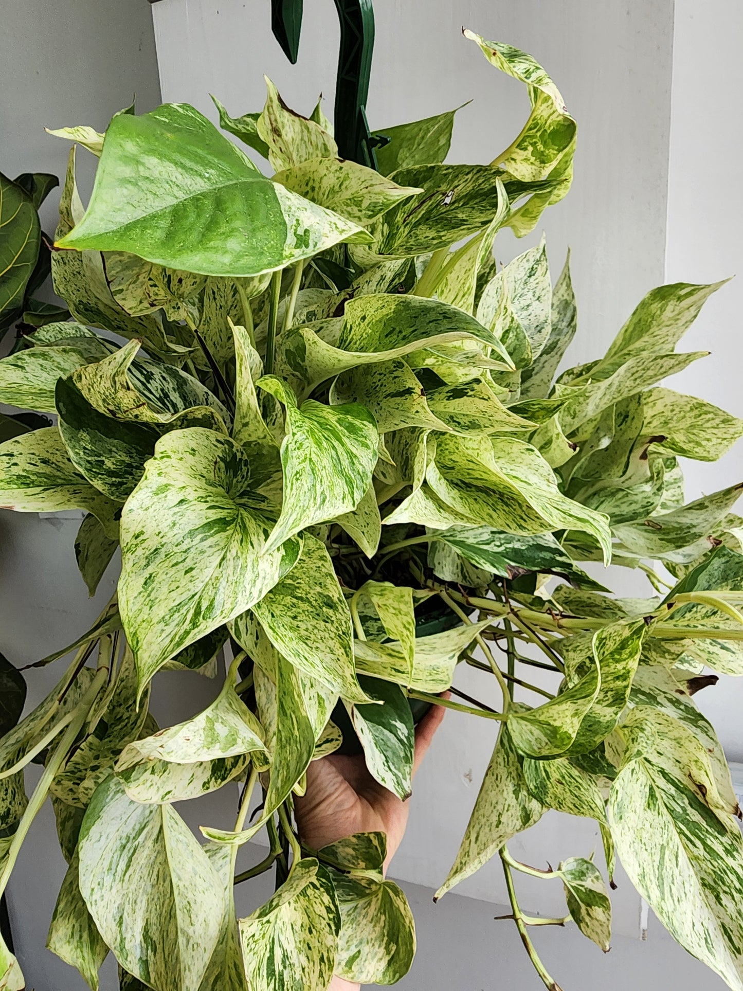 Pothos Marble Queen - 20cm/8in. HB