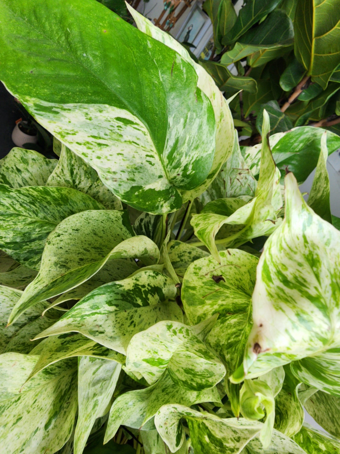 Pothos Marble Queen - 20cm/8in. HB