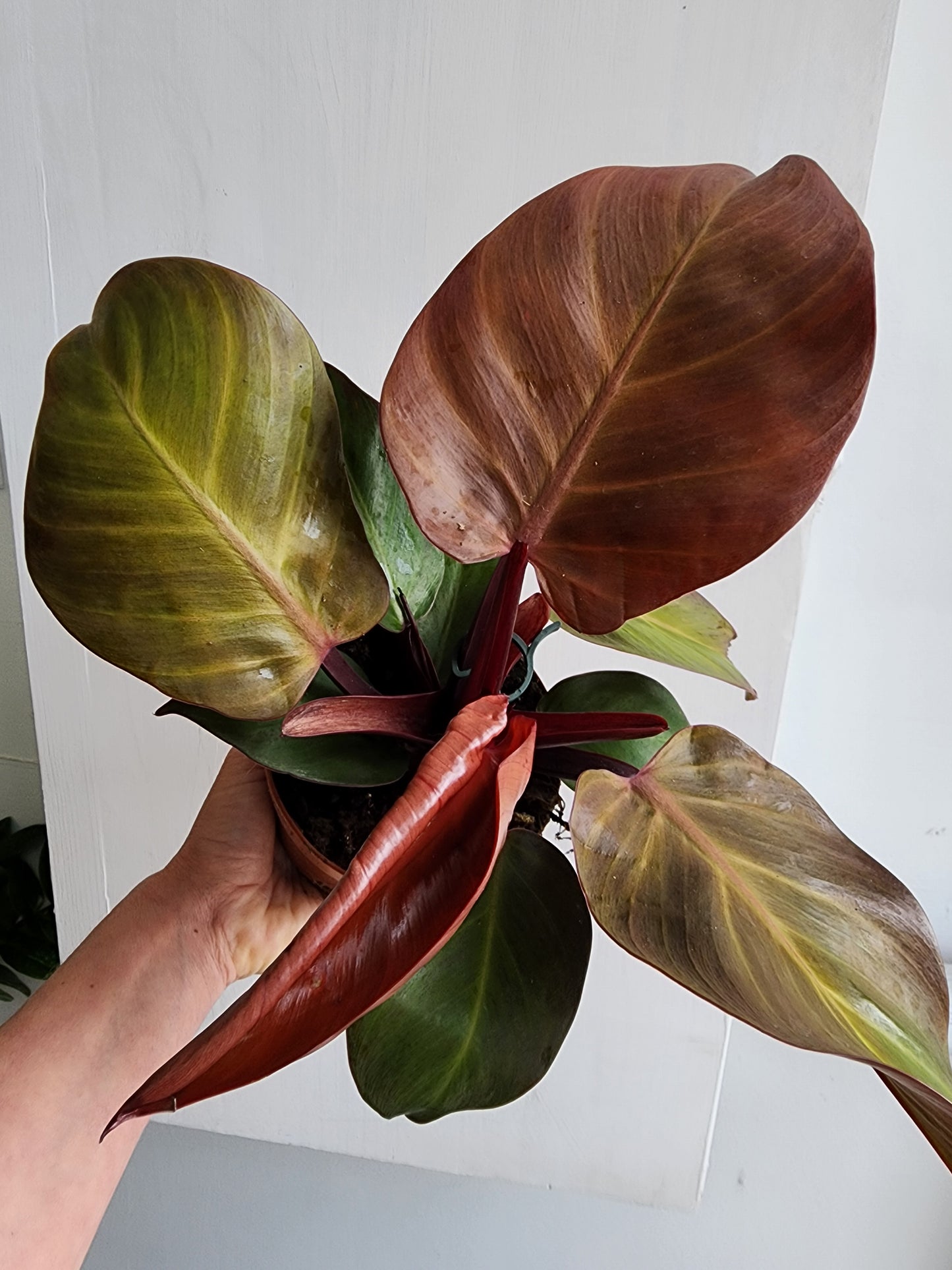 Philodendron McColley's Finale - 12cm/5in.