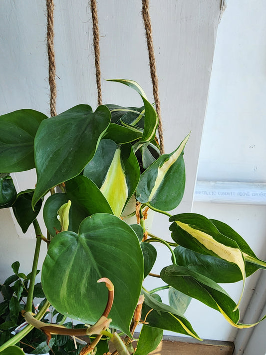 Silent Green Hanging Pot Cover - 14cm/5.5in.