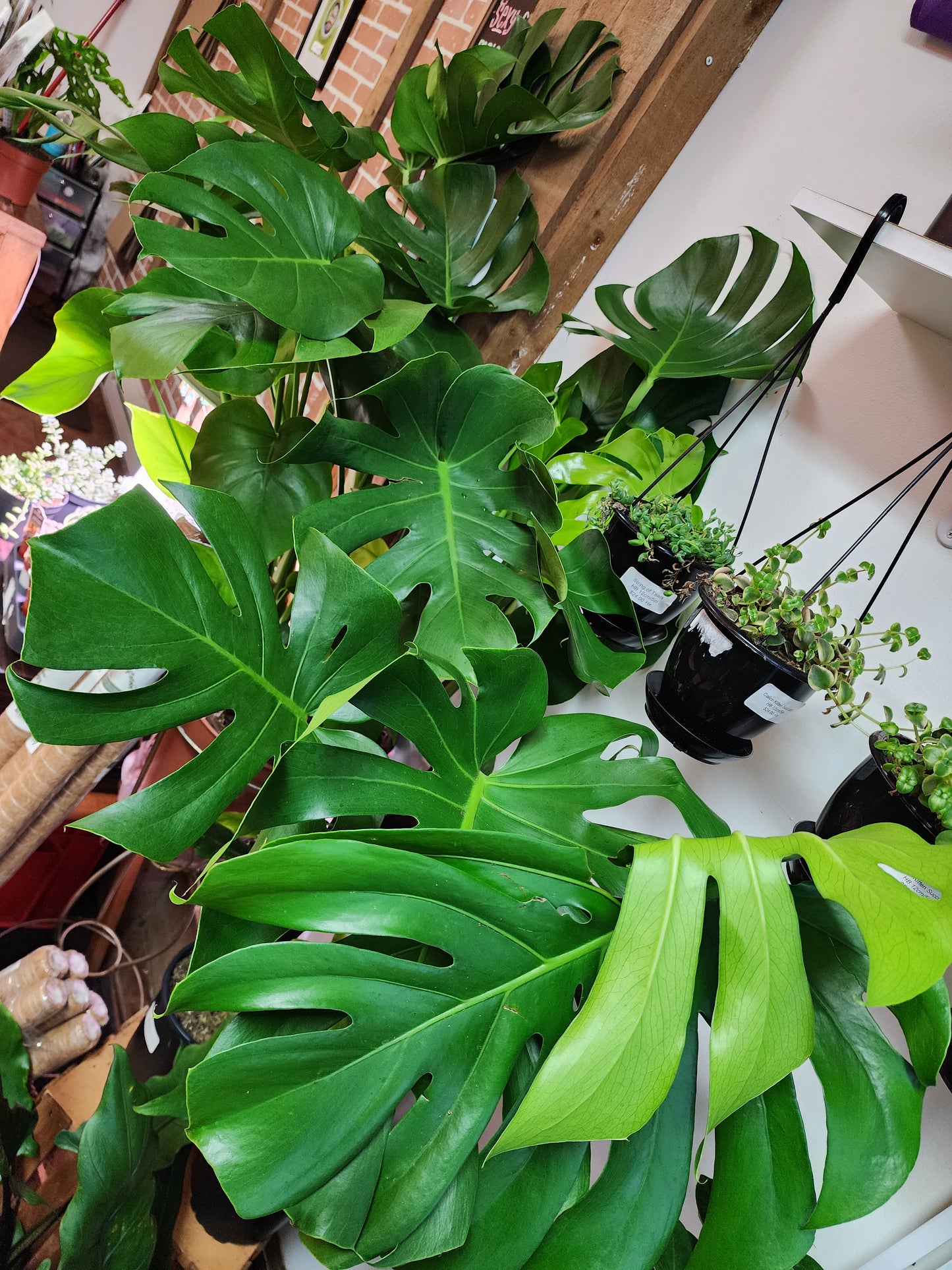 Philodendron Monstera Deliciosa - 21cm/8"