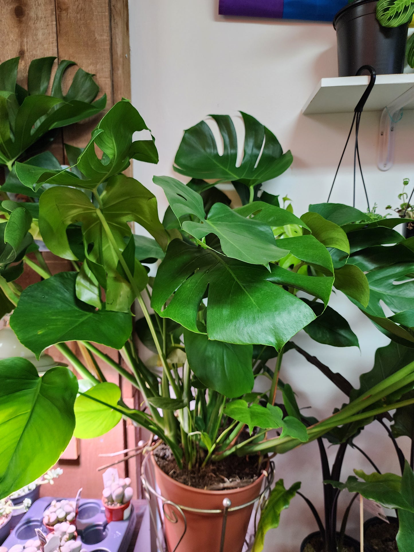 Philodendron Monstera Deliciosa - 21cm/8"