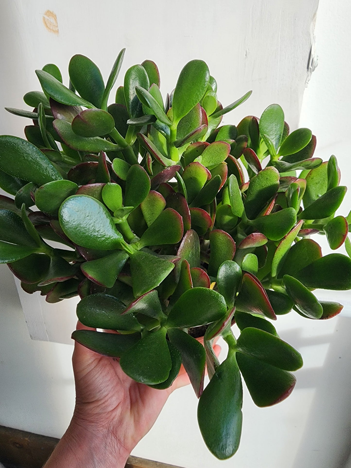 Jade Assorted - 15cm/6in.