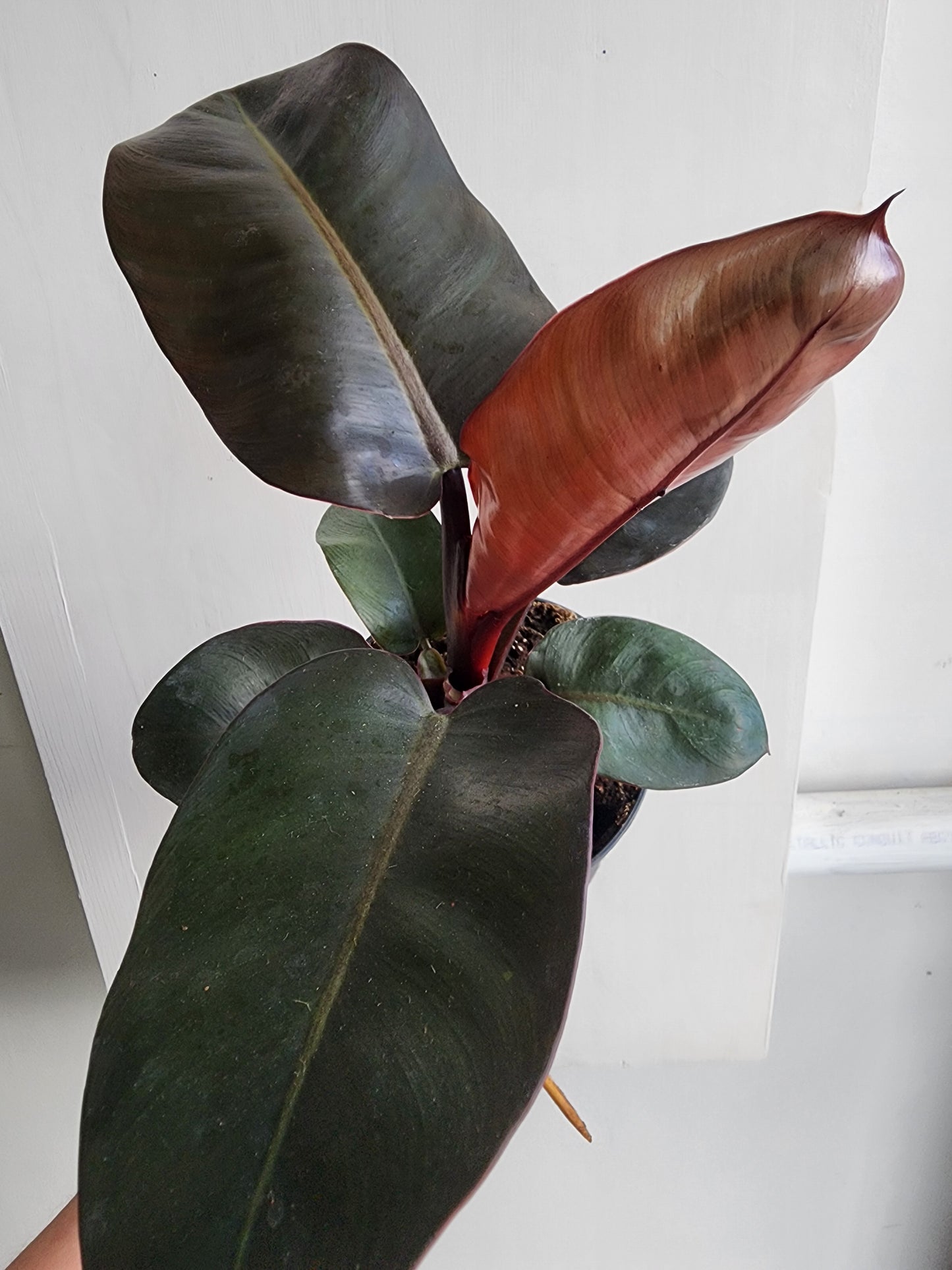 Philodendron Pop Art - 12cm/5in.