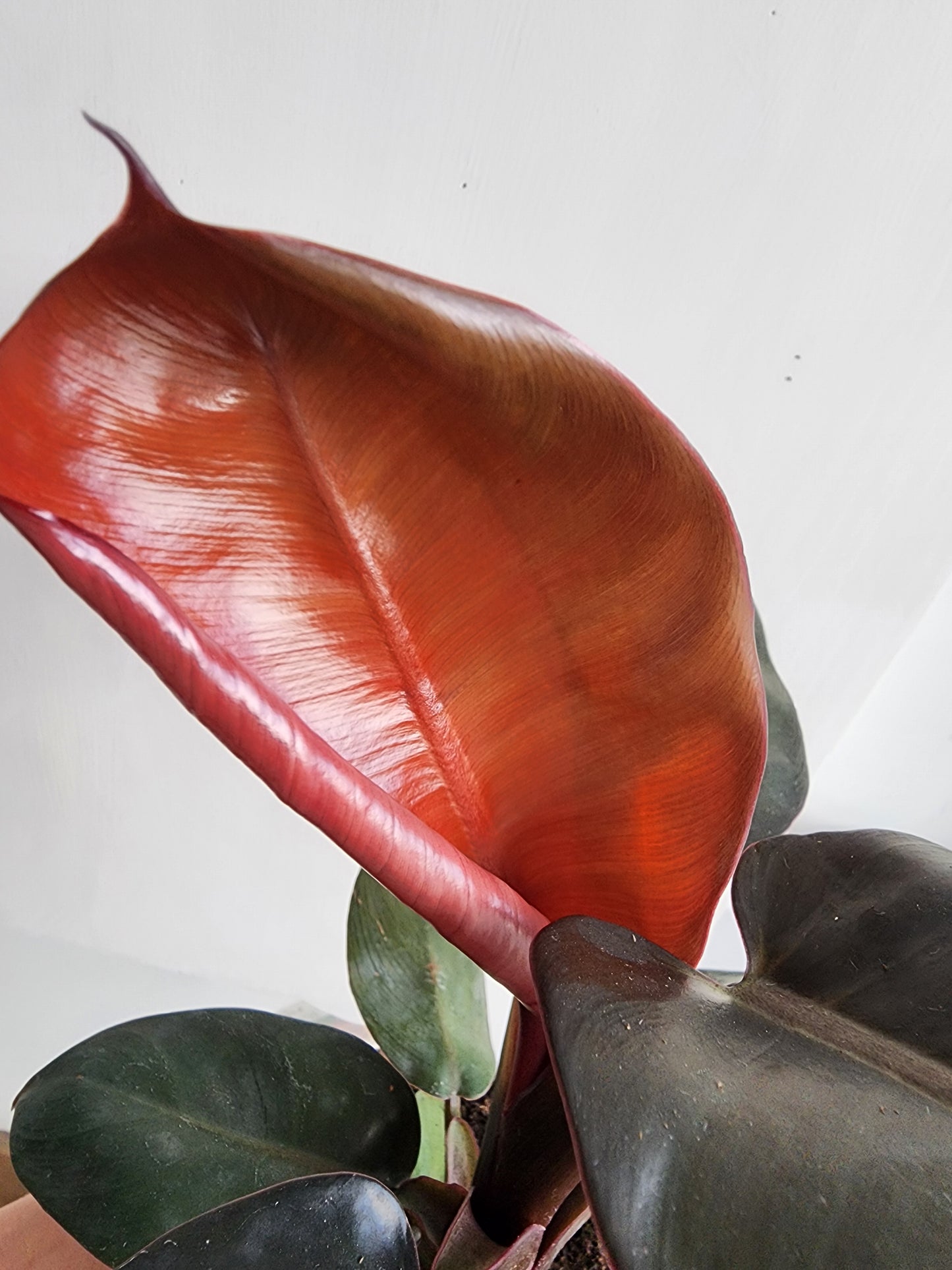 Philodendron Pop Art - 12cm/5in.