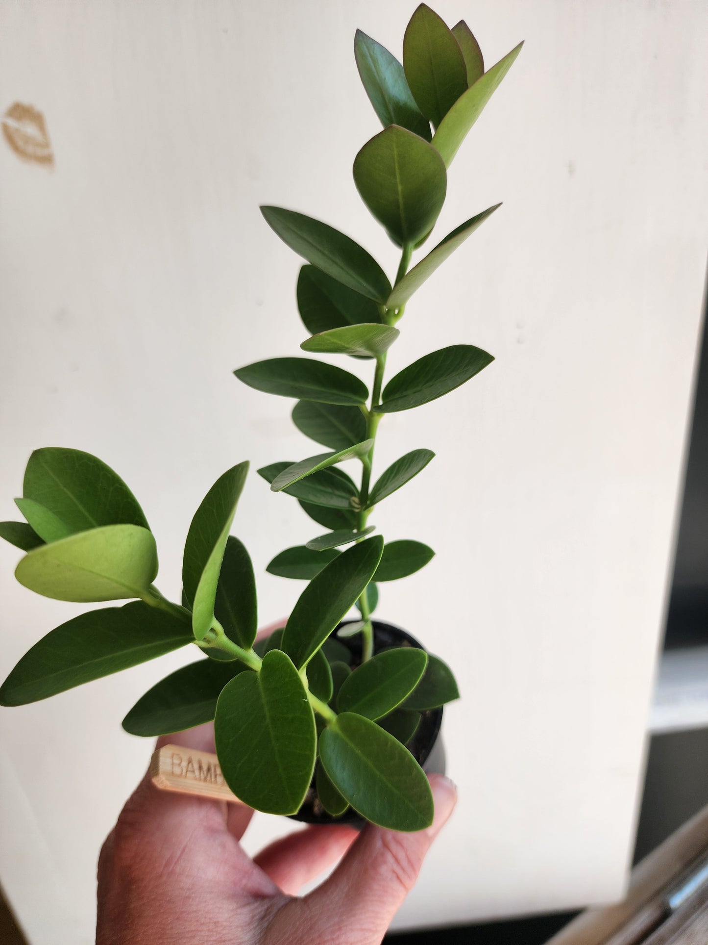 Hoya Cumingiana- 5cm/2.5in.