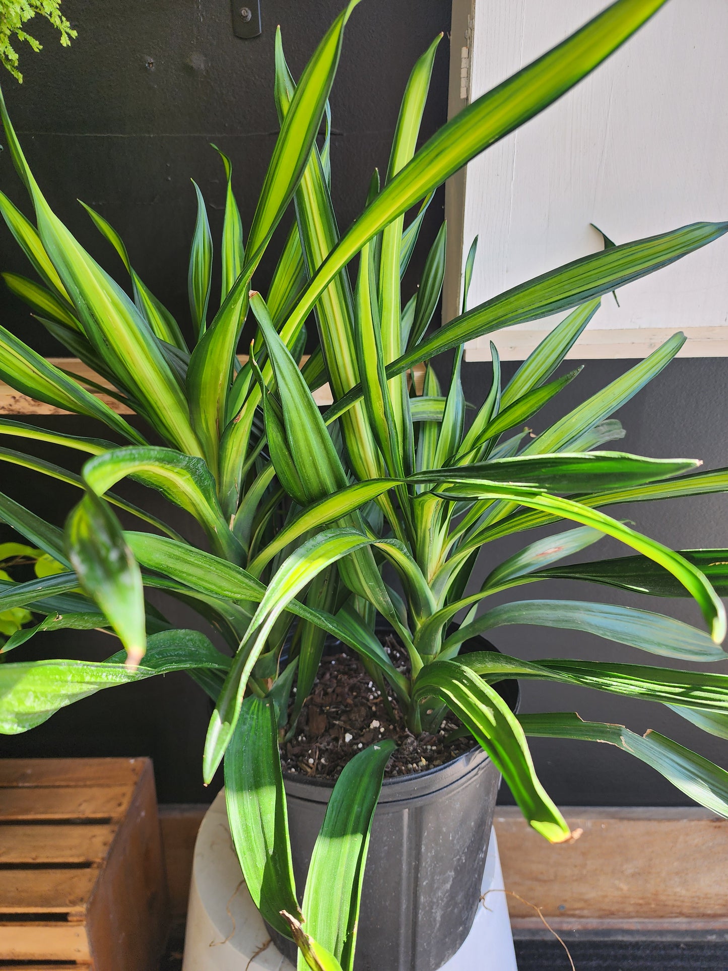 Dracaena Rikki - 25cm/10"