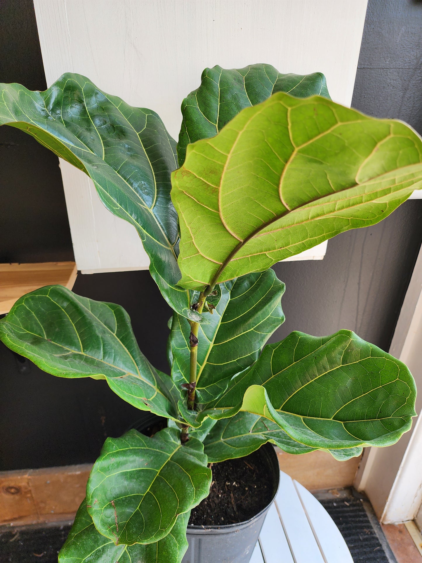 Ficus Lyrata Bush Large Leaf - 25cm/10in