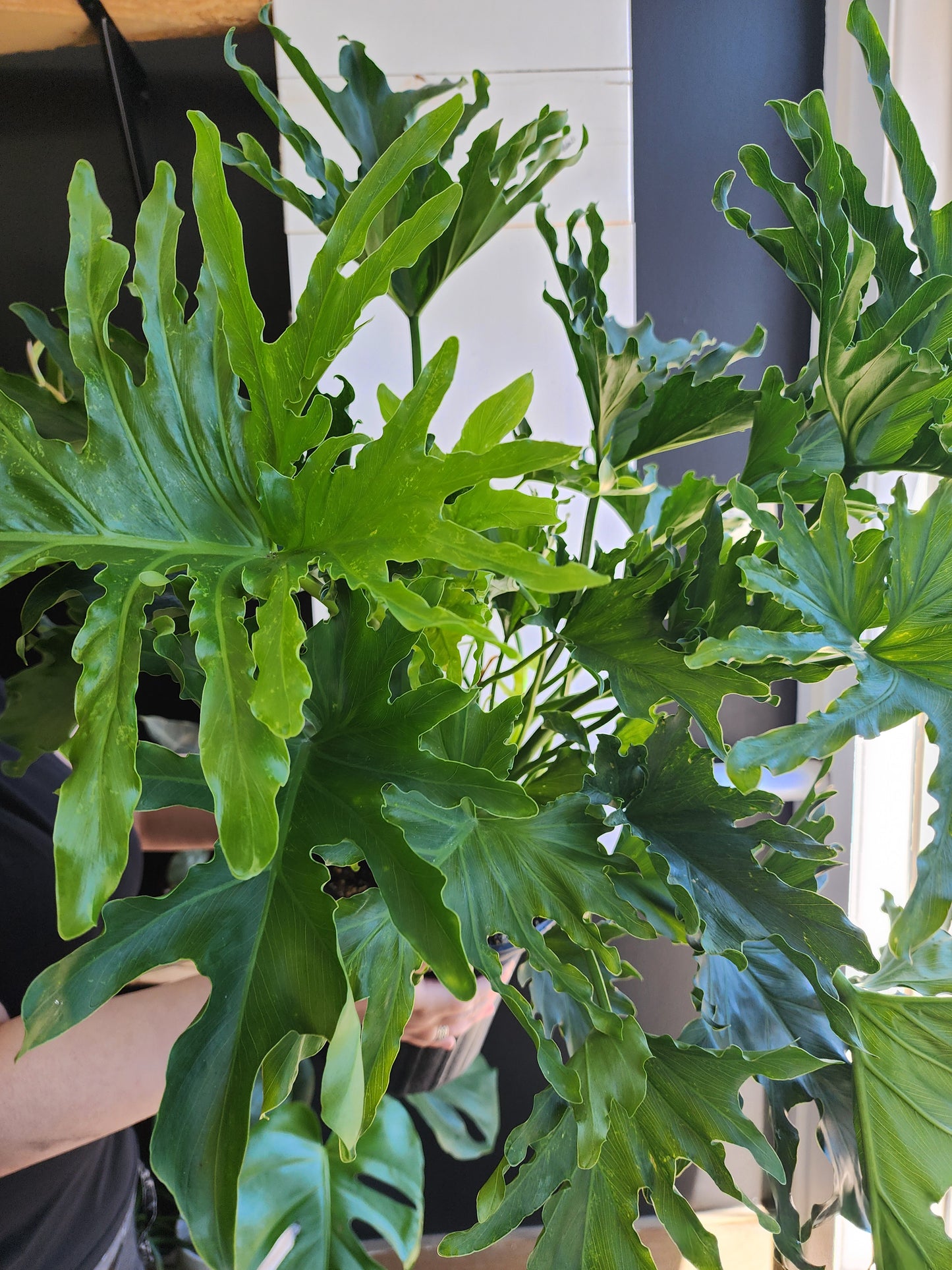 Philodendron Hope Selloum - 20cm/8in.