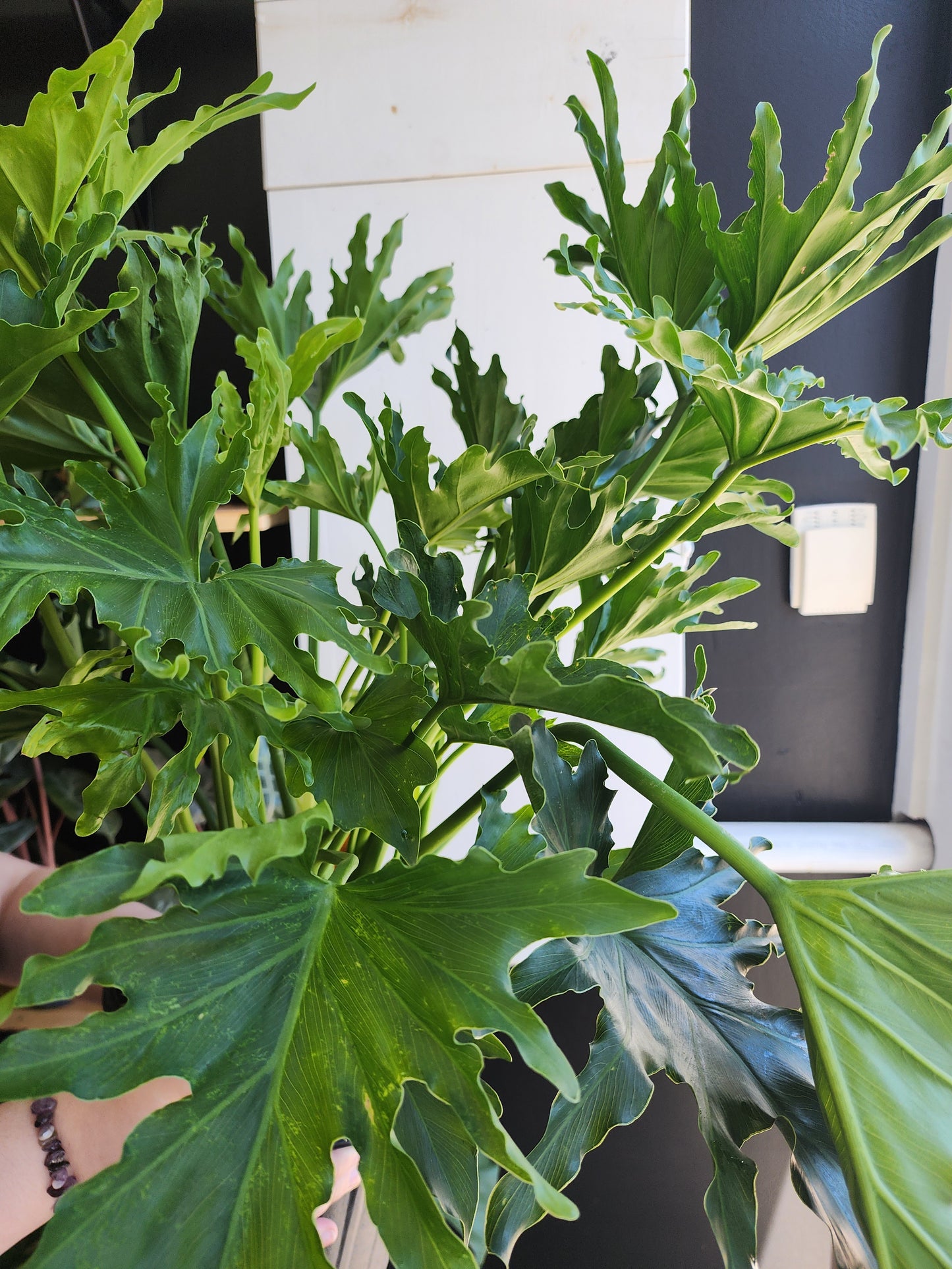 Philodendron Hope Selloum - 20cm/8in.