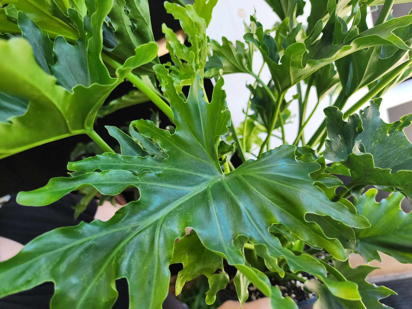 Philodendron Hope Selloum - 20cm/8in.