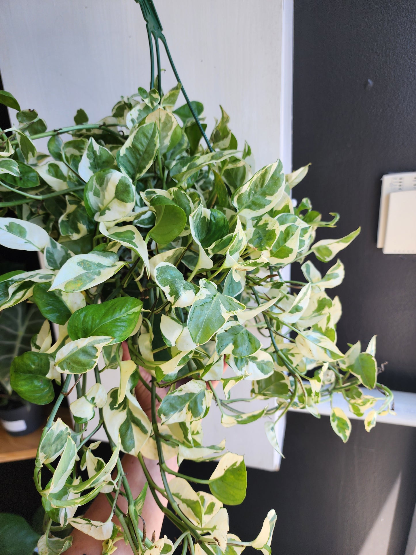 Pothos Pearl & Jade - 20cm/8in. HB