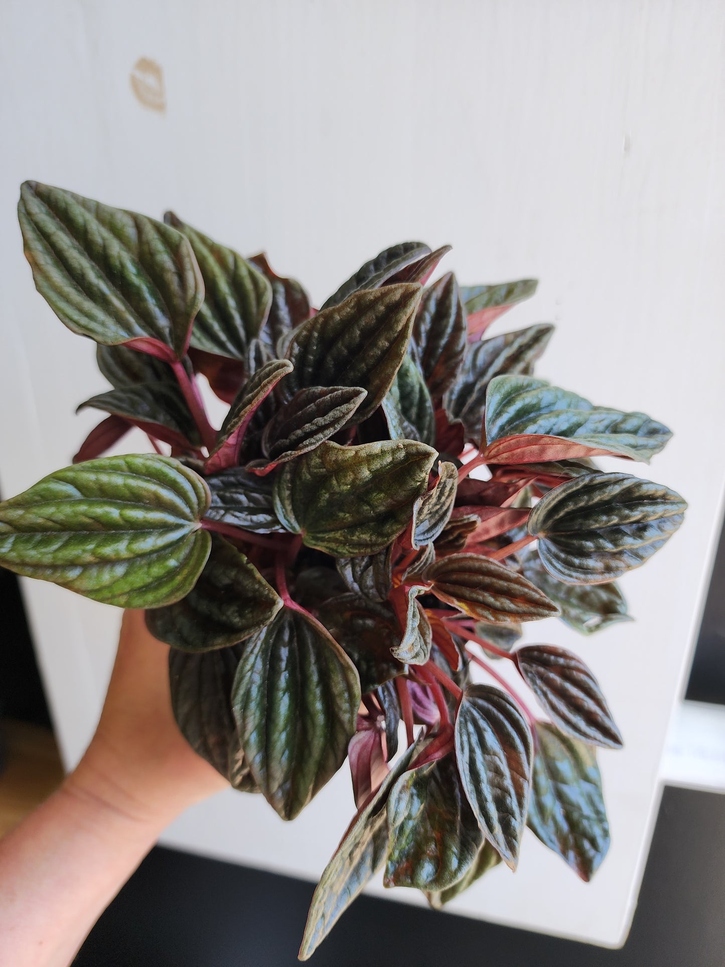 Peperomia Montevideo - 12cm/5in