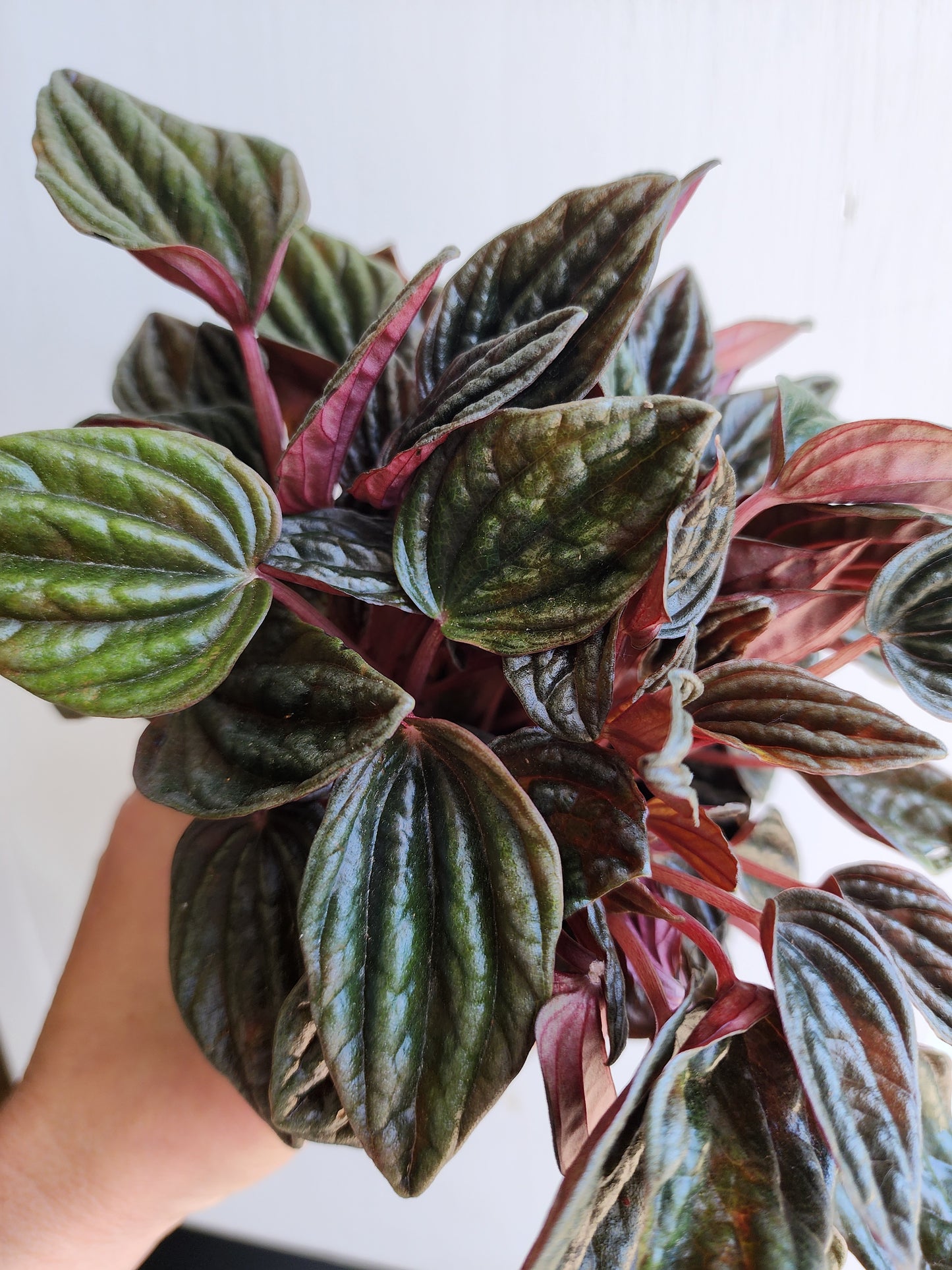 Peperomia Montevideo - 12cm/5in