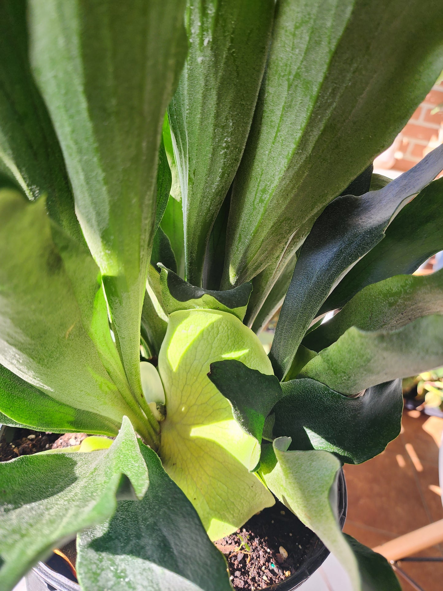 Staghorn Fern | Platycerium - 20cm/8in.