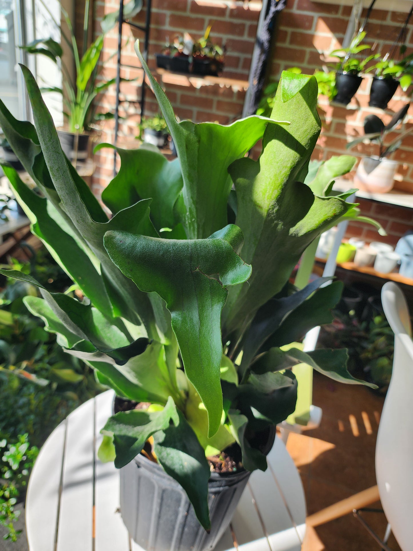 Staghorn Fern | Platycerium - 20cm/8in.