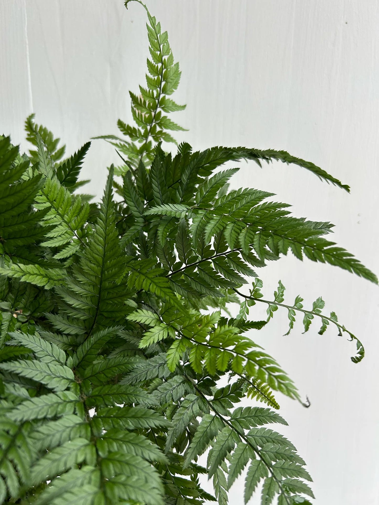 Korean Rock Fern - 12cm/5in