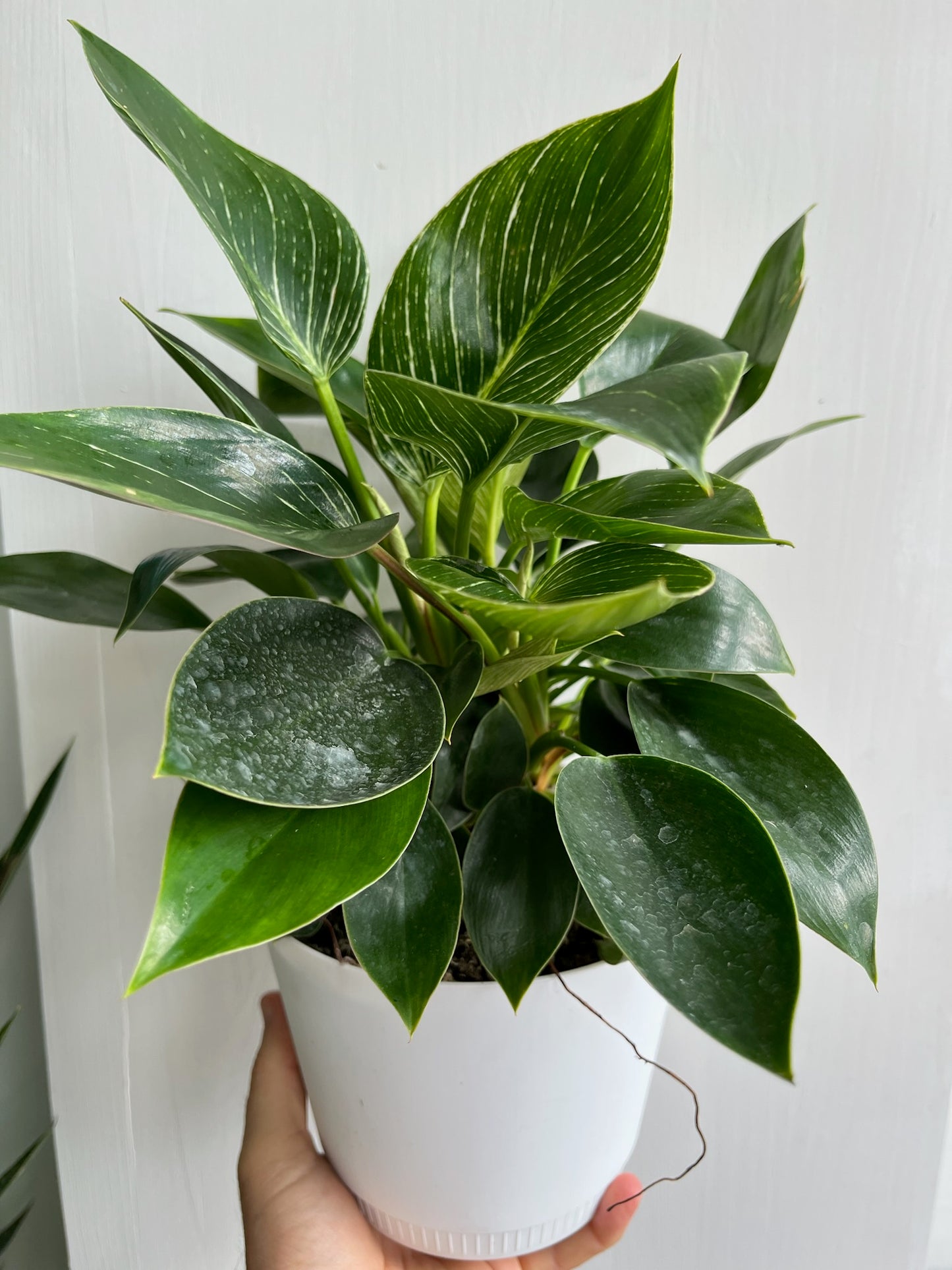 Philodendron Birkin - 15cm/6in.