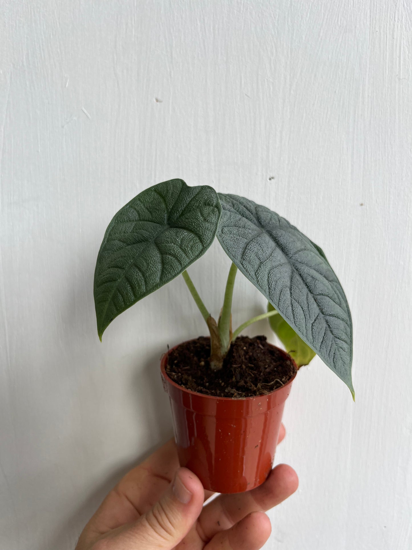 Alocasia Melo - 5cm/2.5in