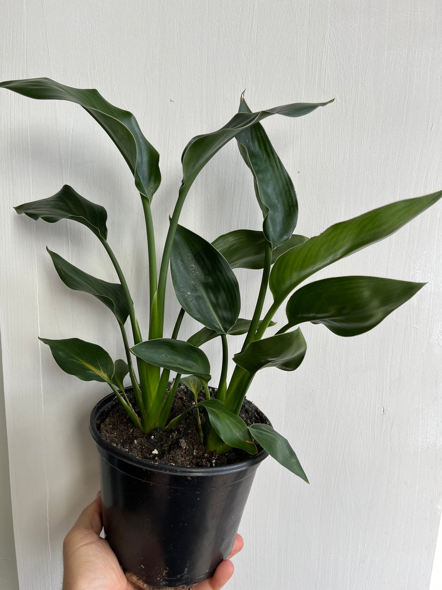 Yellow Bird of Paradise - 15cm/6"