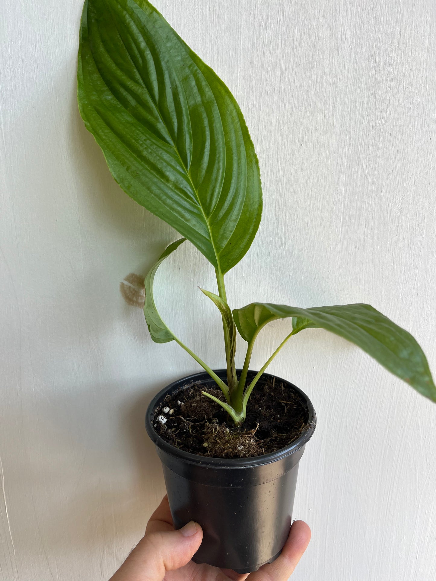 Bat Plant White | Tacca Chanterii - 10cm/4"