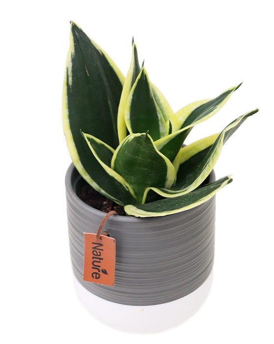 Beaudon Ceramic Pot - 10cm/4in