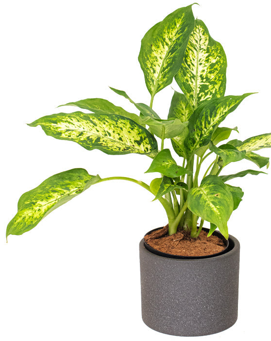 Eva Ceramic Pot - 4.75in