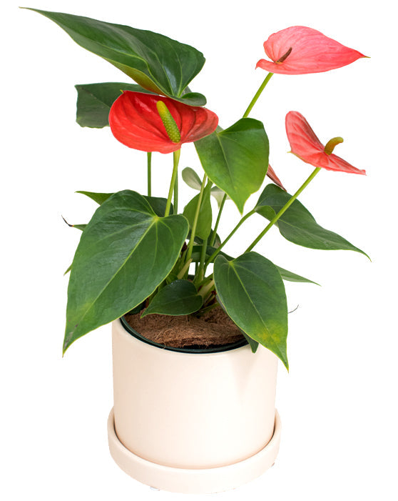 Evi Ceramic Pot w/ Saucer - 10cm/4in.