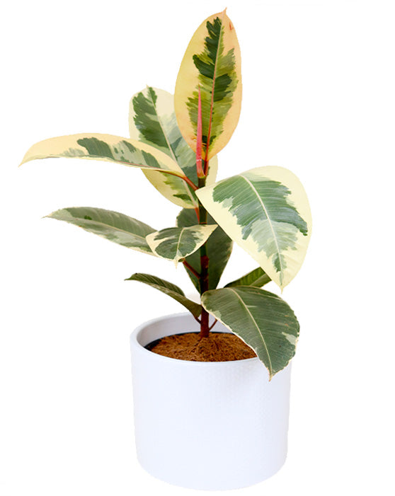 Evi Ceramic White - 17.5cm/7in