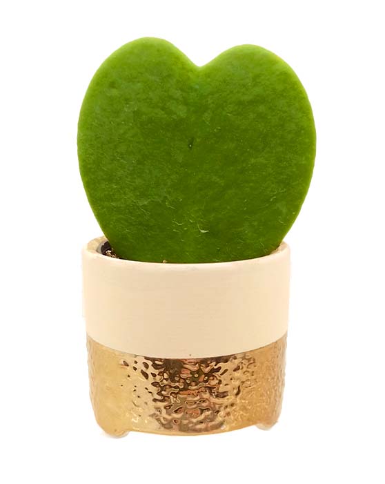 Dash Ceramic Pot - 5cm/2.5in