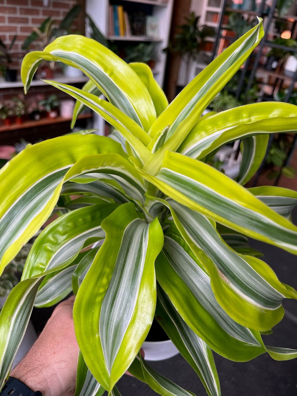 Dracaena Lemon Surprise - 15cm/6in