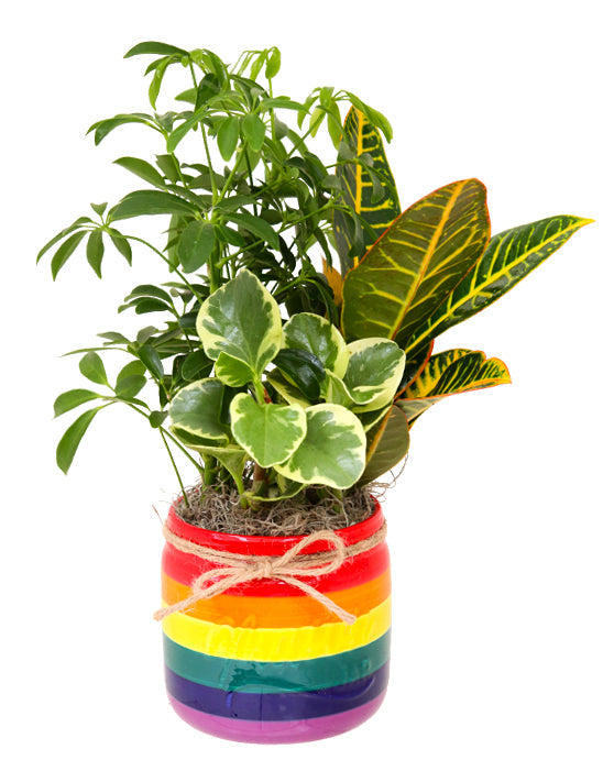 Rainbow Pot - 5.25in