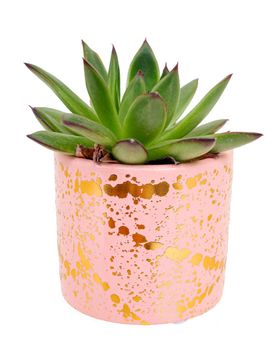 Petra Ceramic Pot Cover - 5cm/2.5in