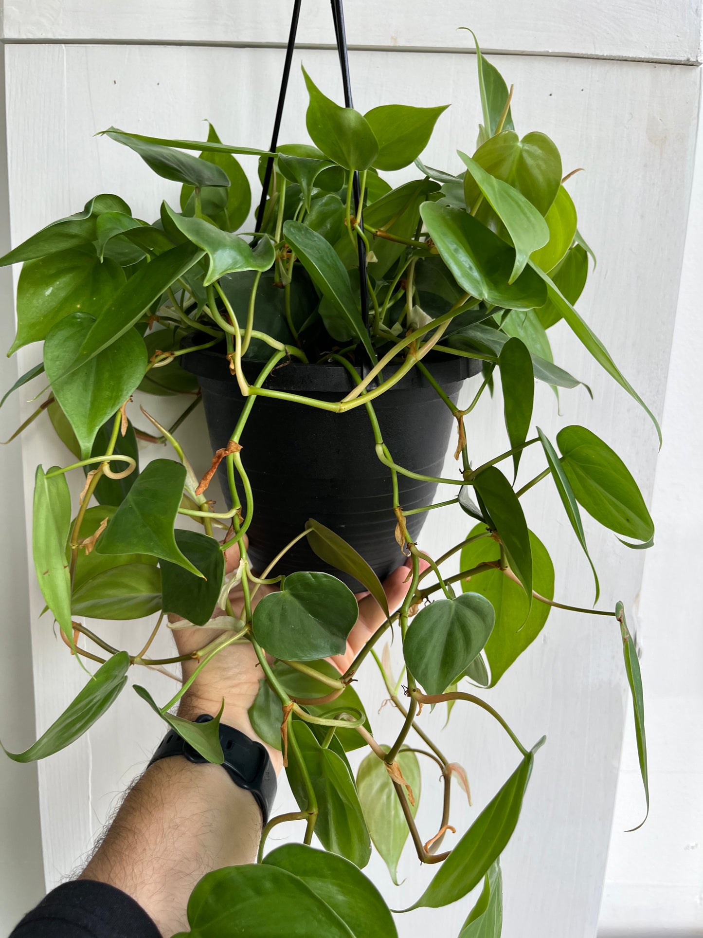 Philodendron Cordatum - 15cm/6" HB.