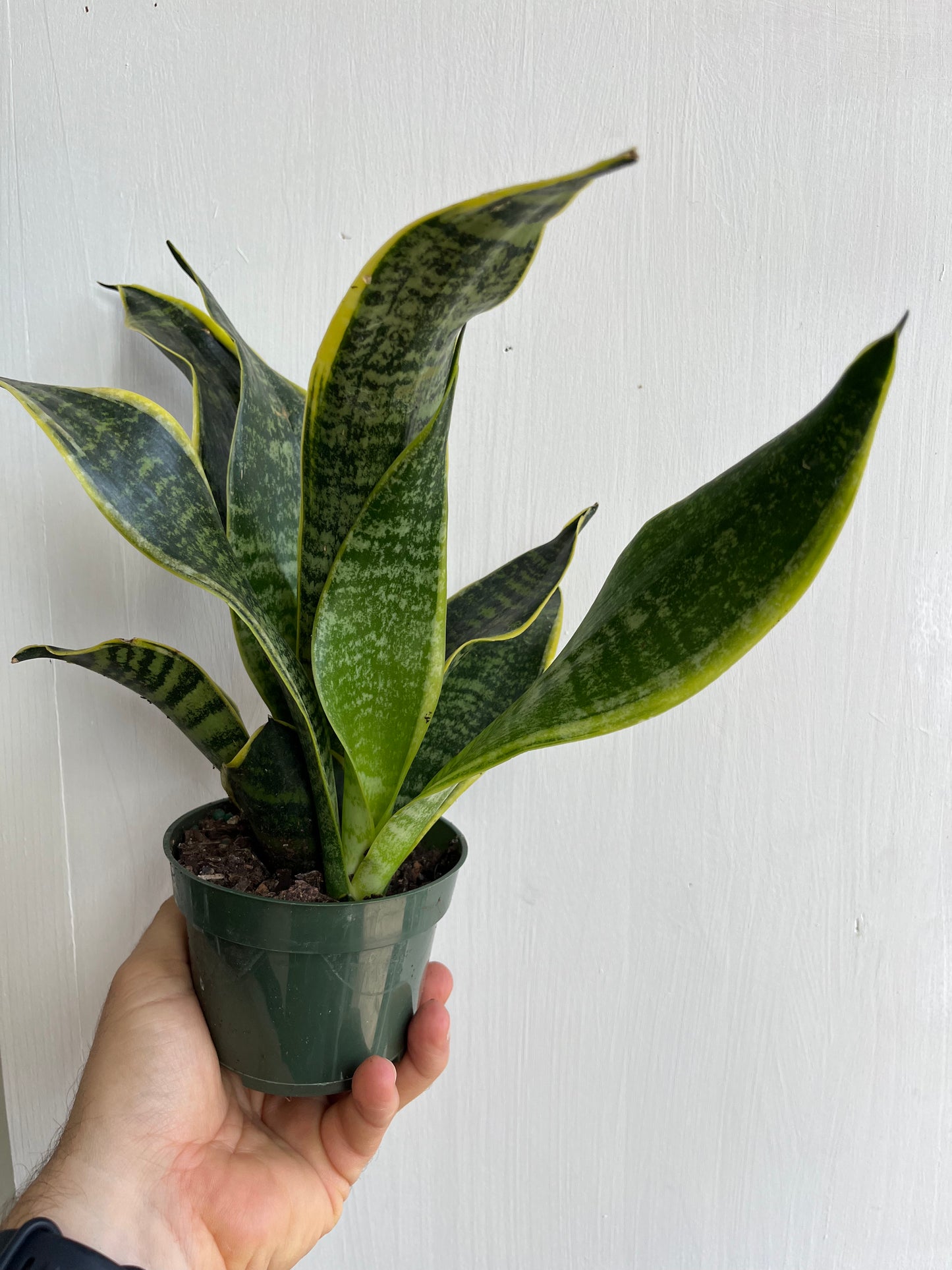 Sanseveria - 10cm/4in
