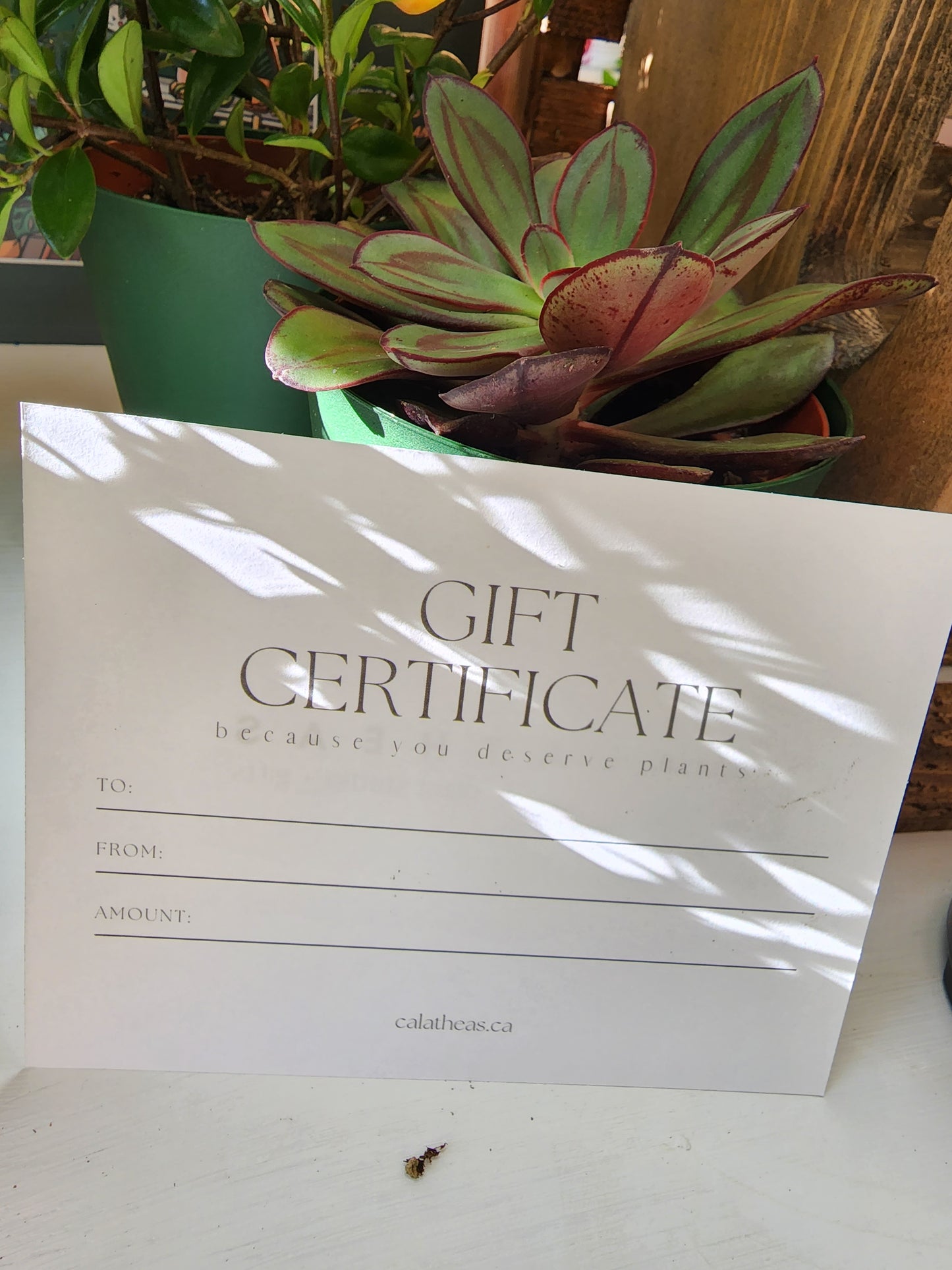 Calatheas Gift Card