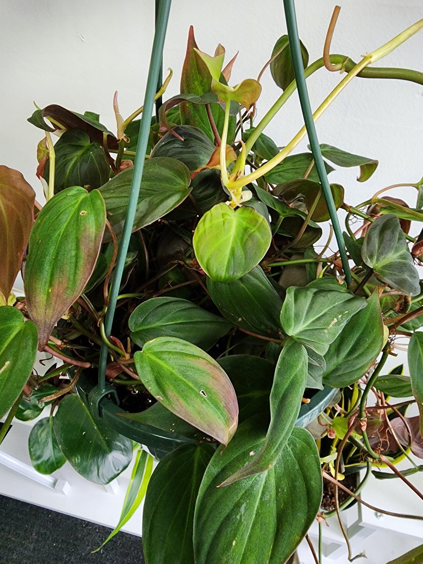 Philodendron Micans - 17cm/6.5in HB