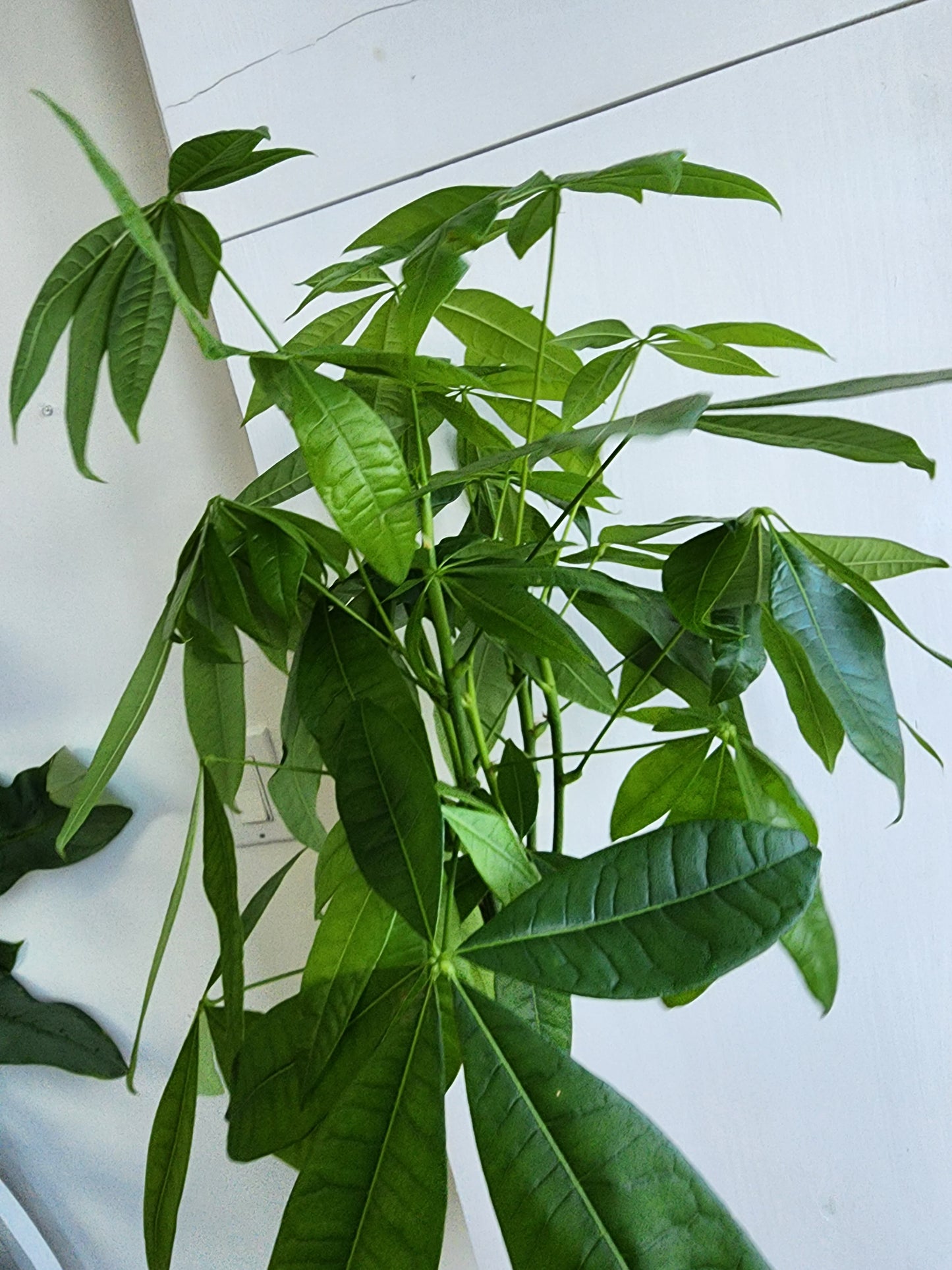 Pachira Aquatica | Money Tree - 12cm/5in