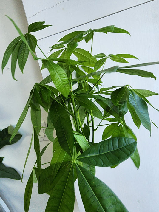 Pachira Aquatica | Money Tree - 12cm/5in