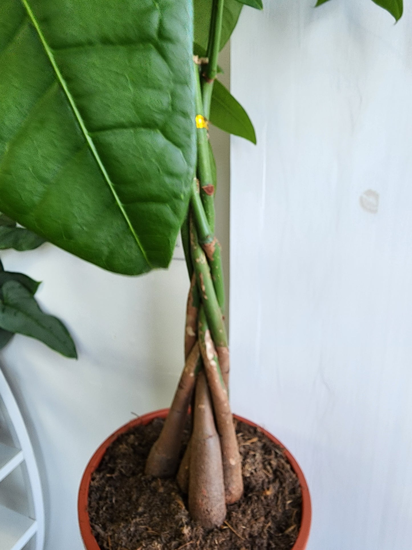 Pachira Aquatica | Money Tree - 12cm/5in