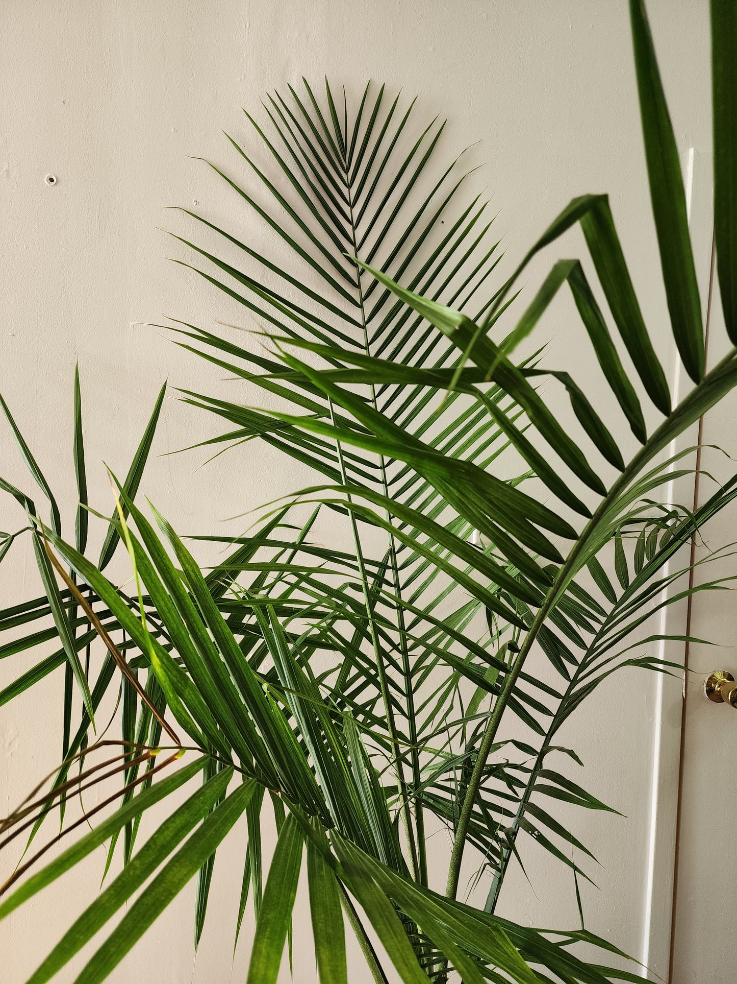 Majesty Palm - 30cm/12in