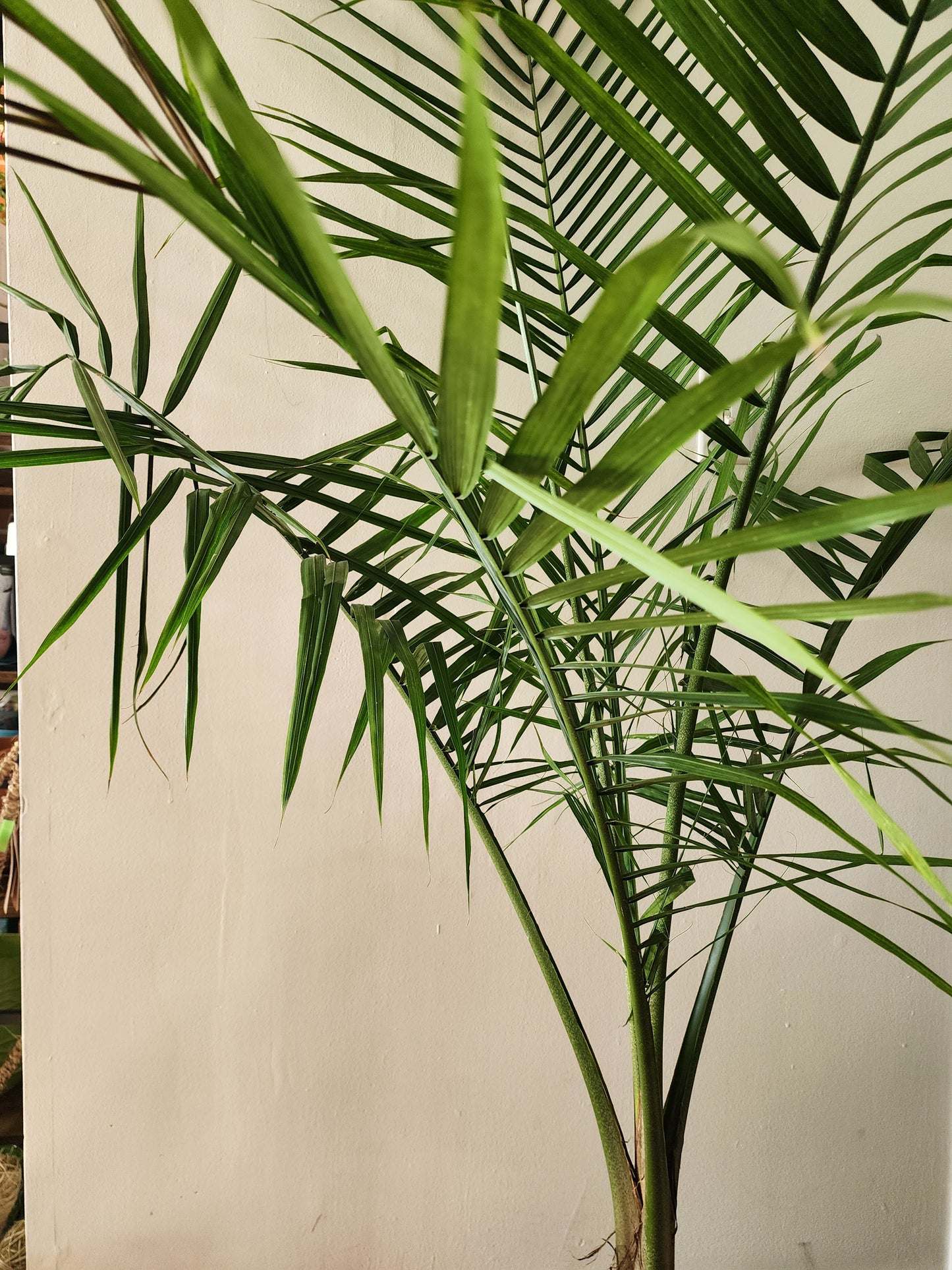 Majesty Palm - 30cm/12in