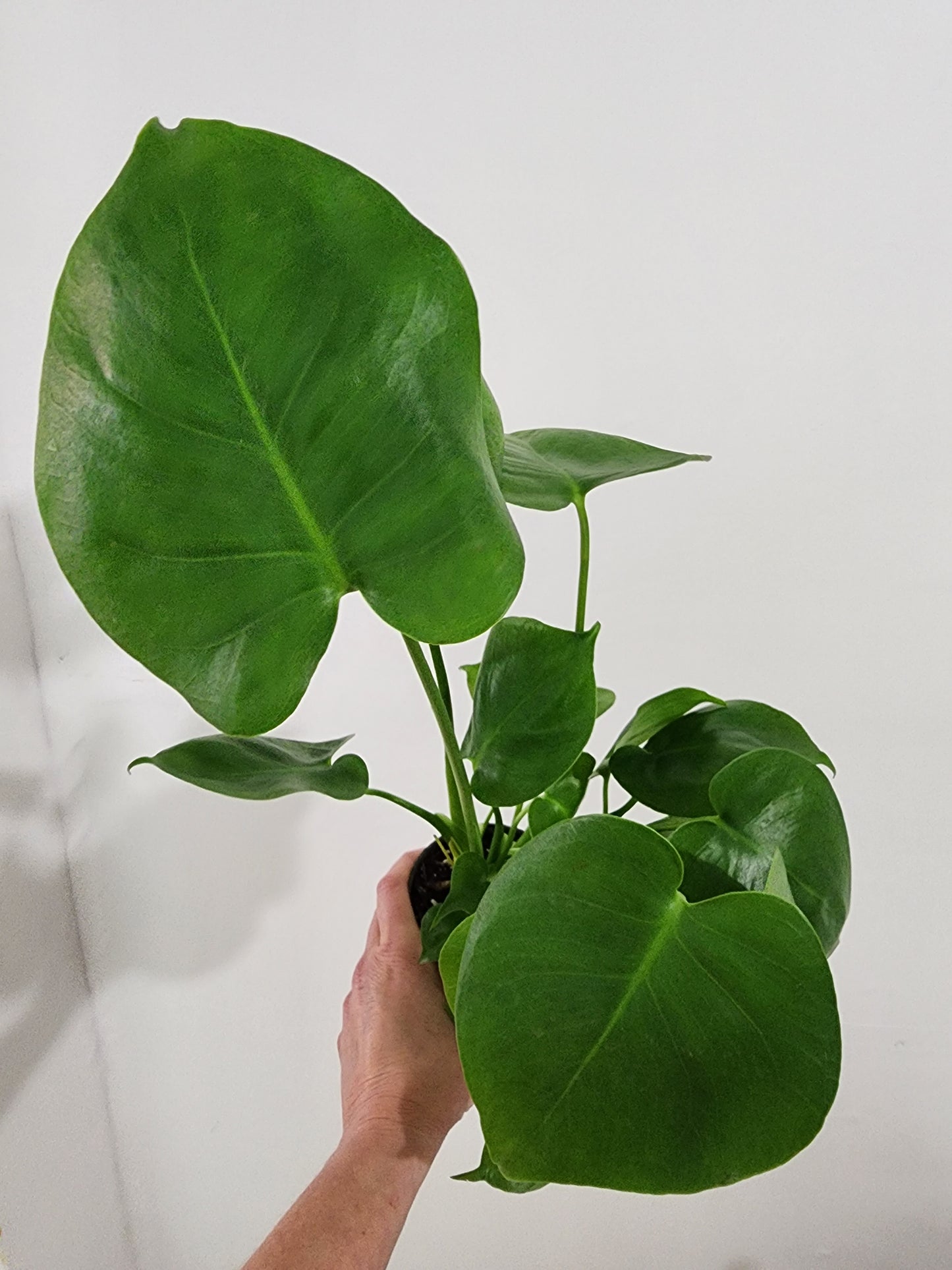 Monstera Deliciosa - 12cm/5in