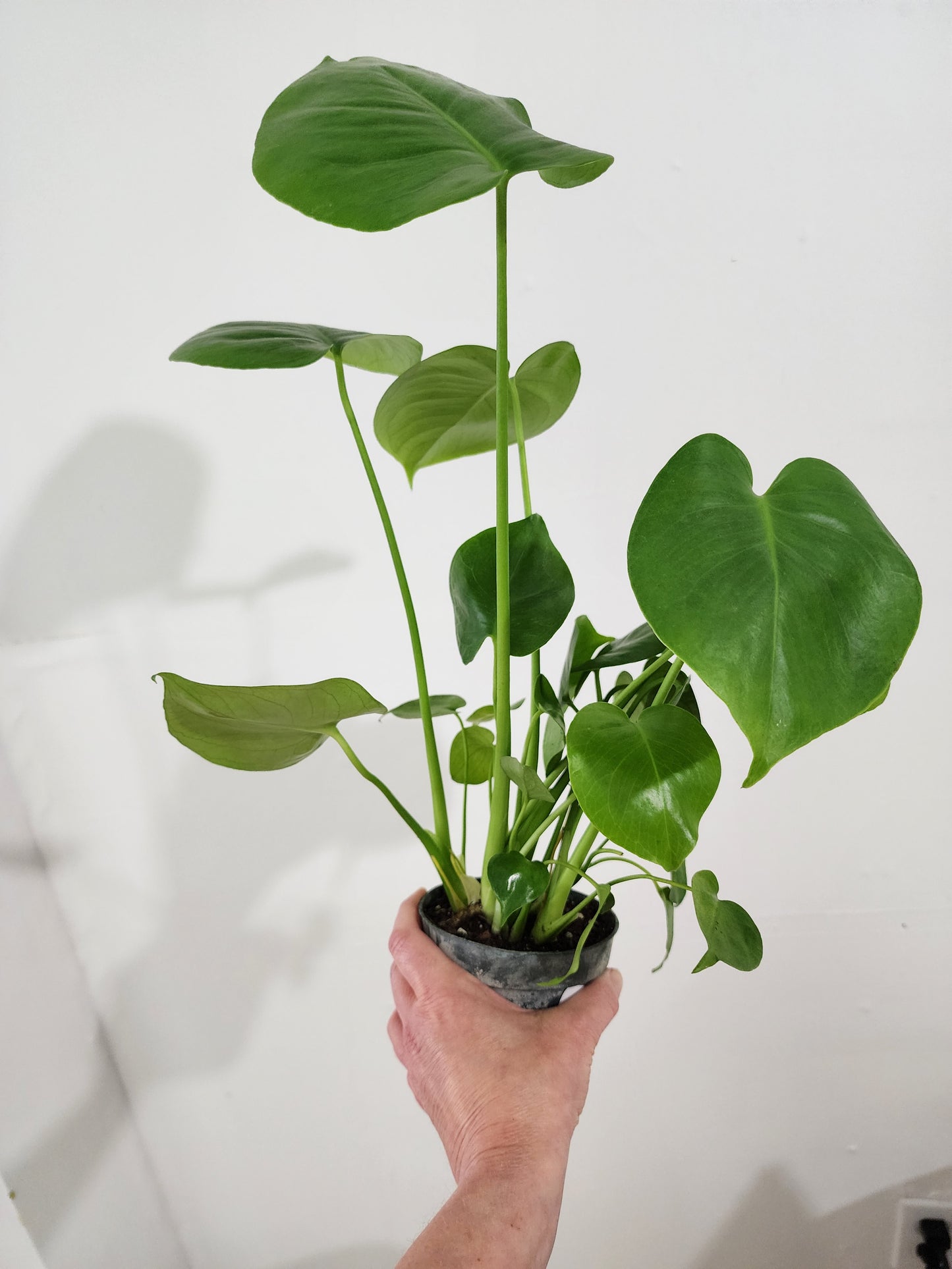Monstera Deliciosa - 12cm/5in