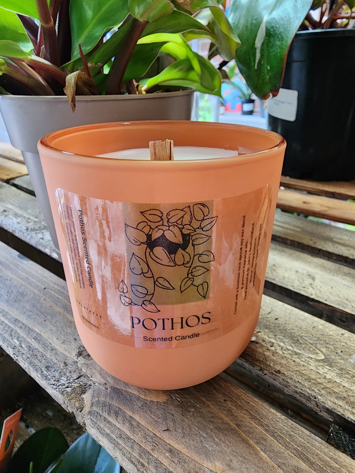 Pothos Scented Candle